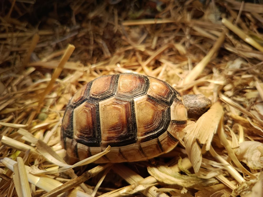 Tortues Testudo Marginata 100 57400 Sarrebourg