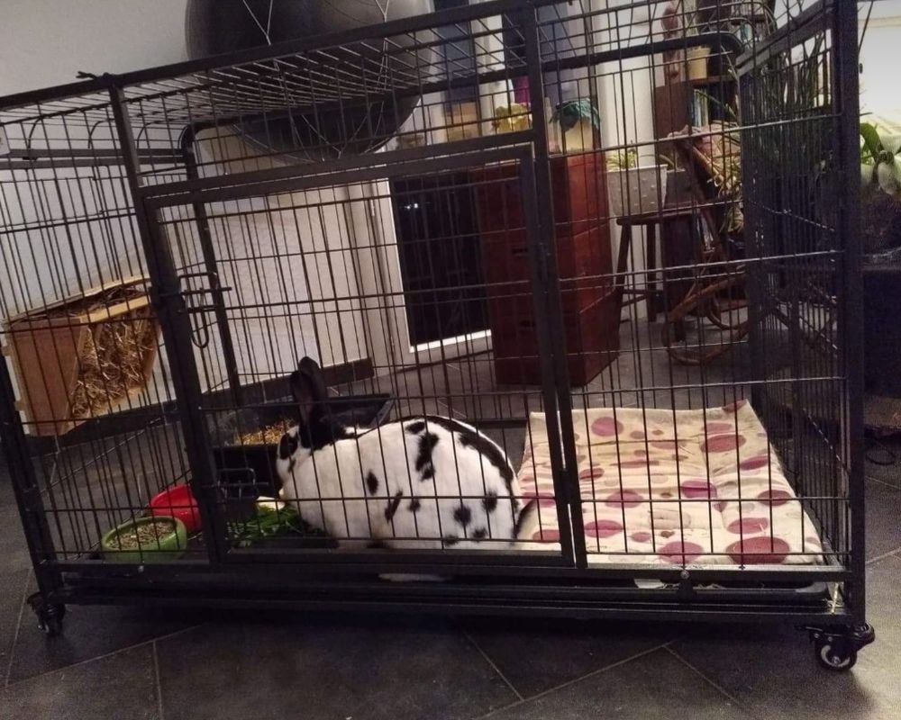 Grande cage pour lapins 300 45230 La bussi�re