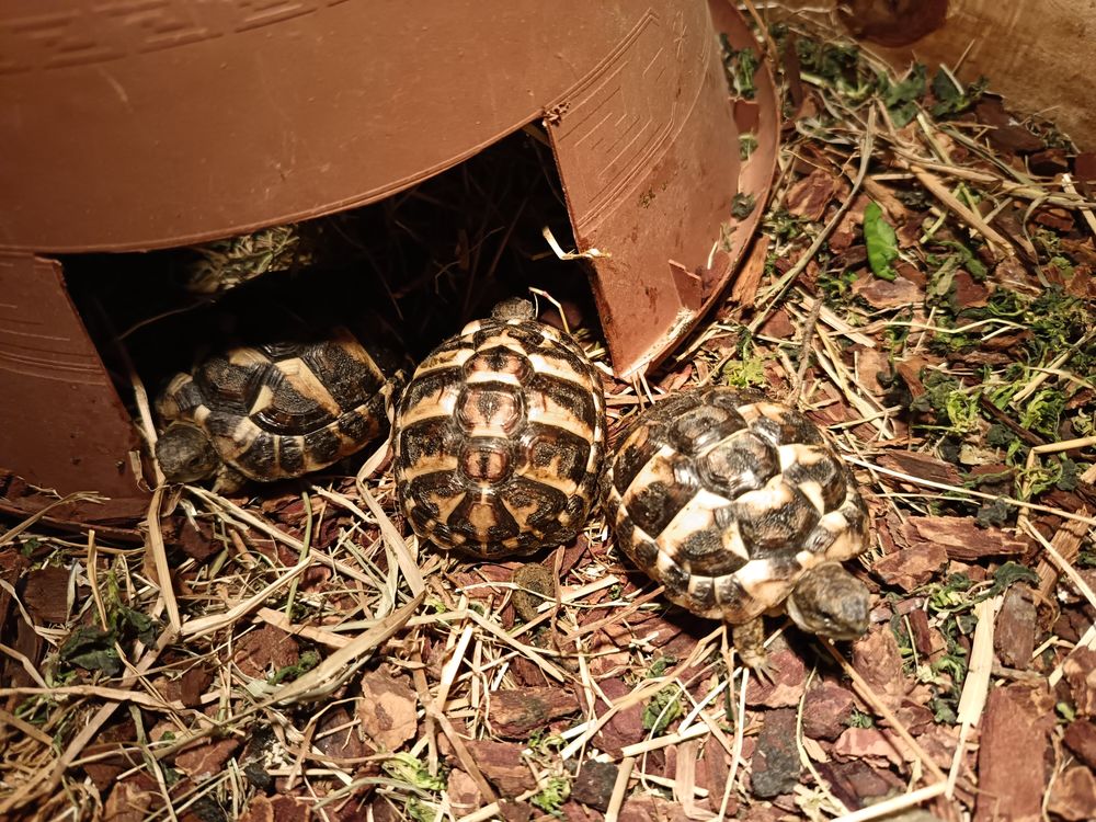 Tortue de terre 50 26390 Hauterives