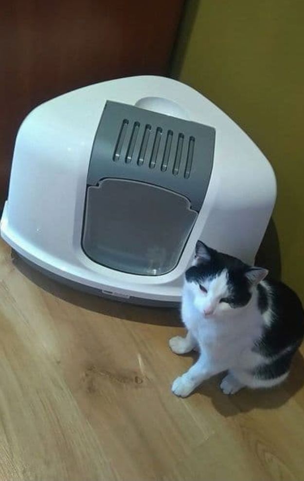 Lot de 2 grandes liti&egrave;res pour chats 40 45230 La bussi�re