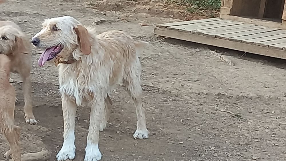 A donner griffons fauves 0 71260 Az�