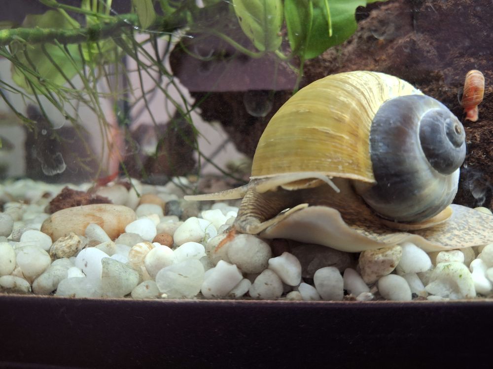 Escargots Laniste aquarium gratuit 0 63100 Clermont-ferrand