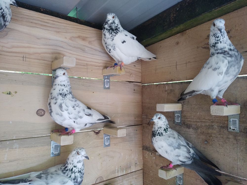 Pigeons hauts volants 15 37530 Saint-ouen-les-vignes