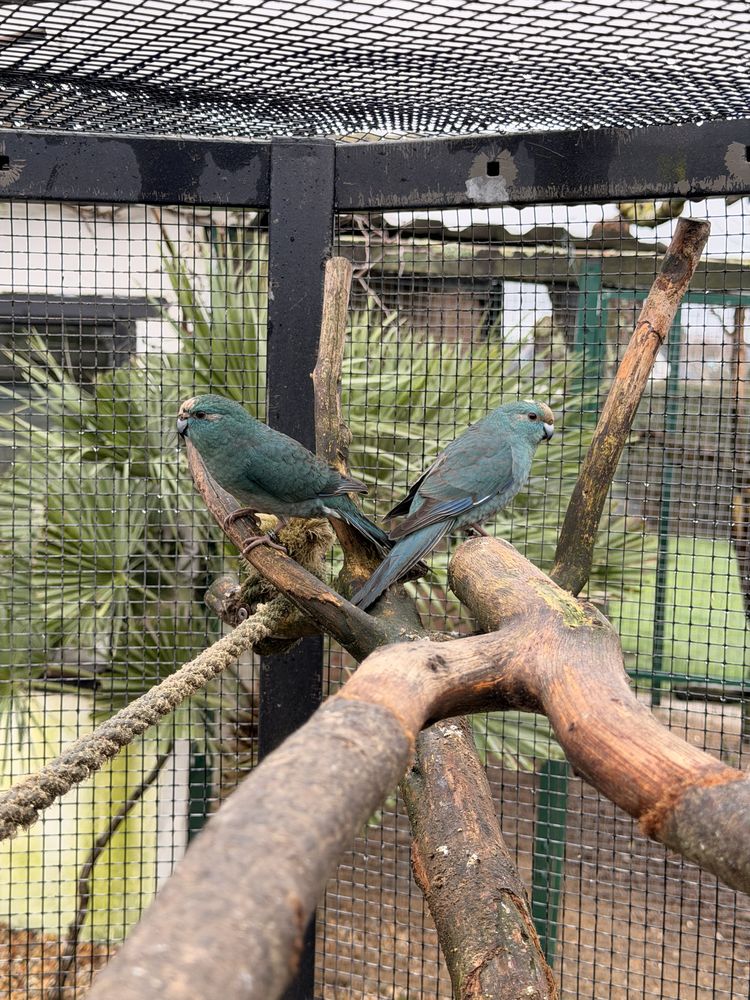 Kakariki bleu 40 56450 Theix-noyalo