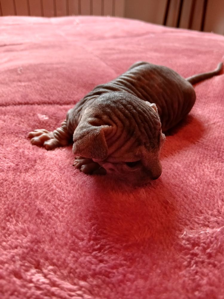 Chatons sphinx 900 11380 Mas-cabard�s