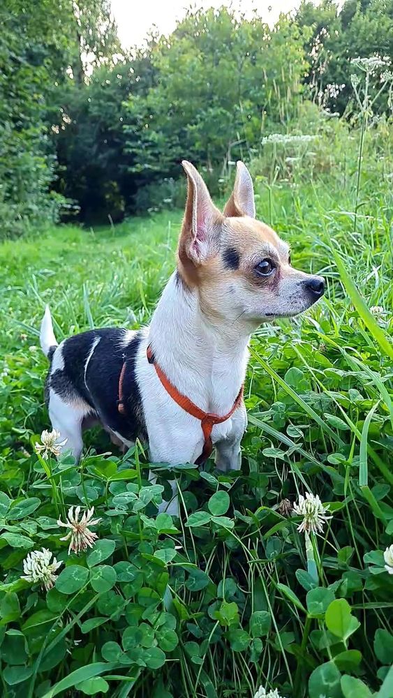 Saillie chihuahua 150 59360 Le cateau-cambr�sis