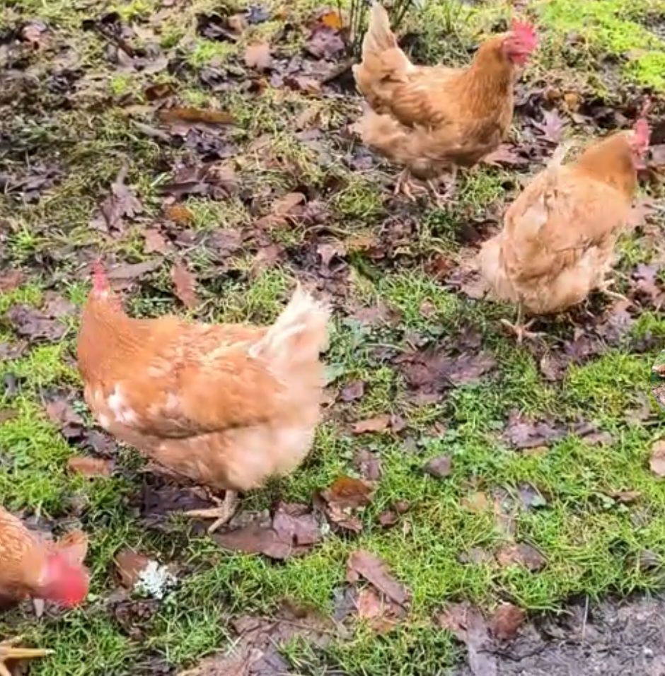 Poules 10 40700 Momuy