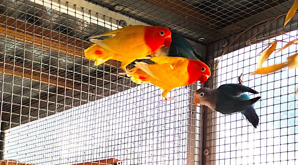 Ins&eacute;parables de Fischer 20 67210 Obernai