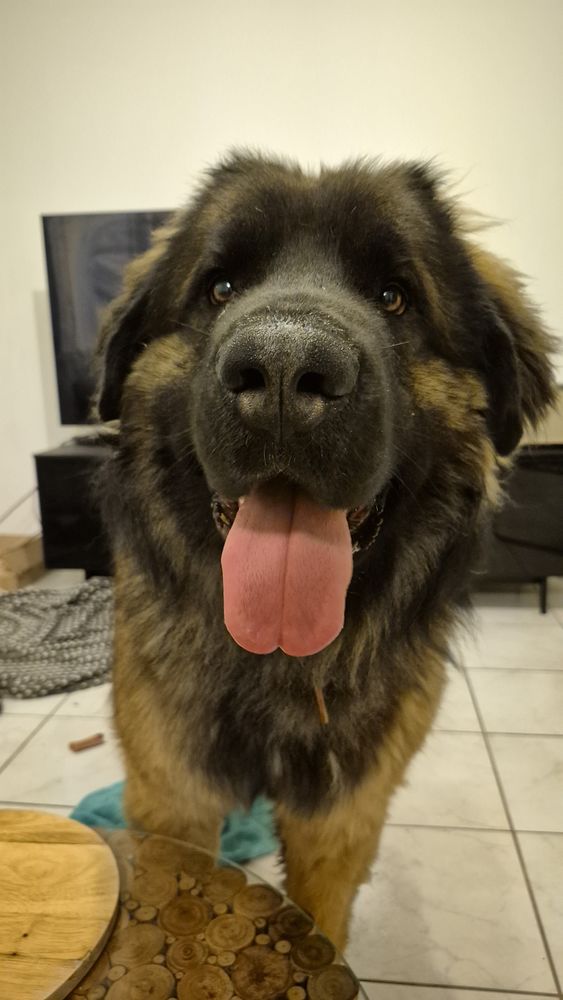 Leonberg pour saillies 1000 45380 Chaingy