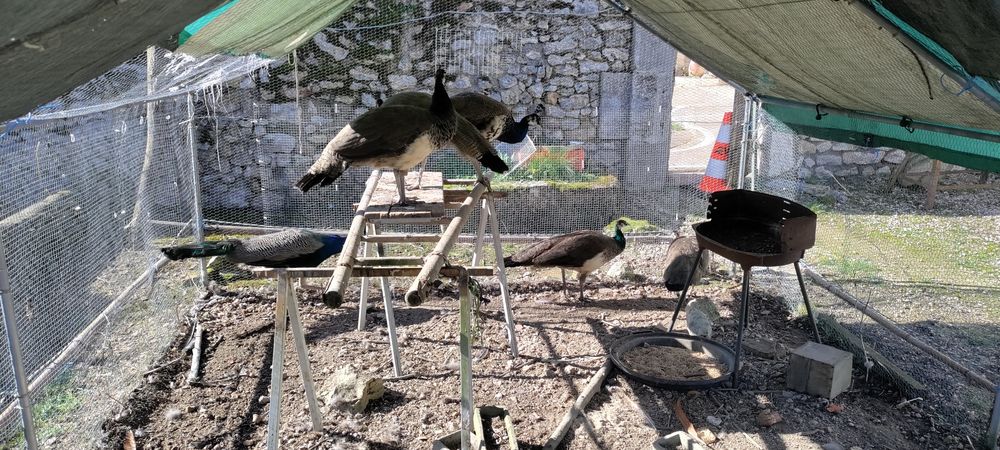 PAON BLEU  MALE & FEMELLE 
80 41500 Mer