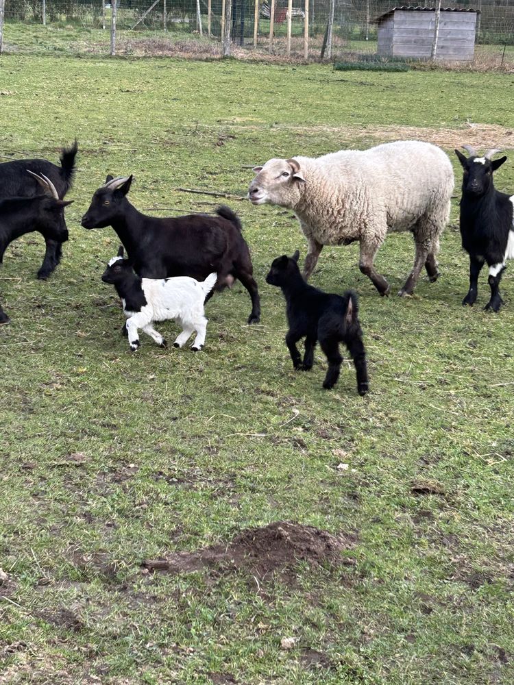 ch&egrave;vres naines 50 87140 Saint-symphorien-sur-couze
