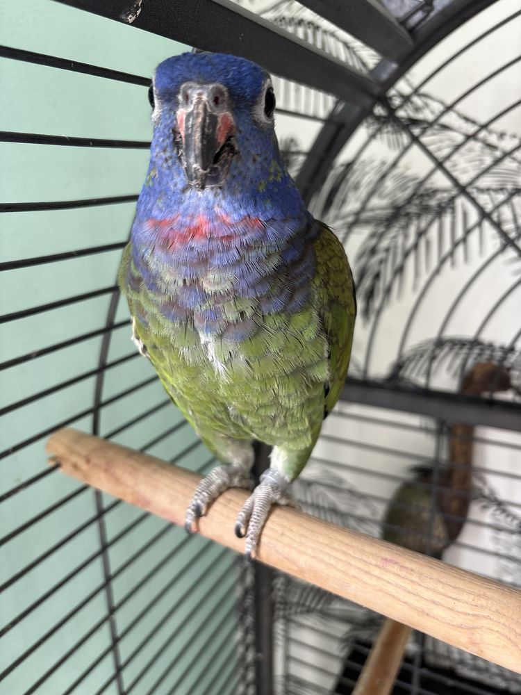 Perroquet pionus 300 35800 Dinard