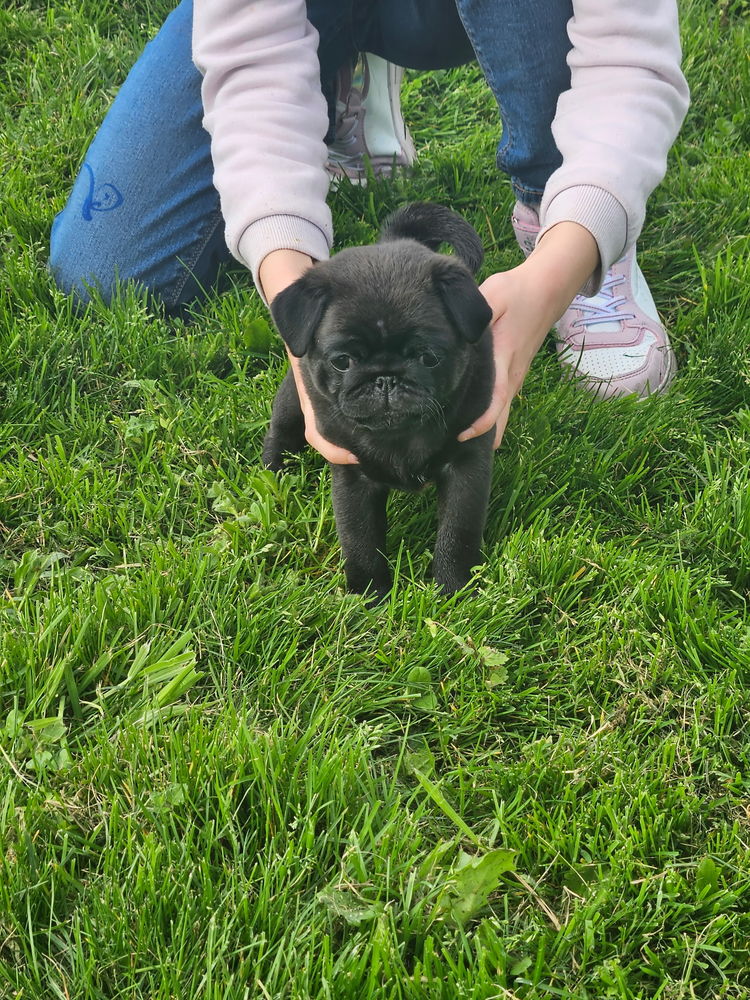 chiot carlin 1300 72270 Bousse