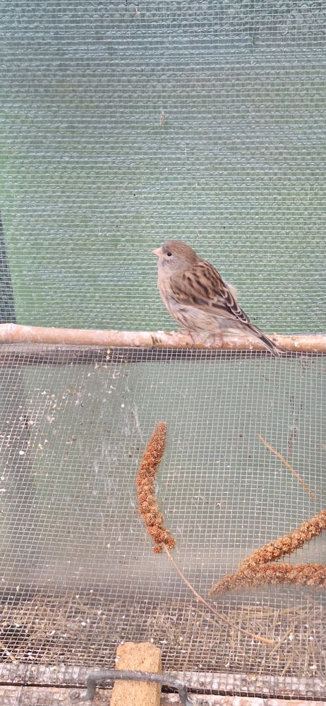 Canaris m&acirc;les 15 76250 D�ville-l�s-rouen