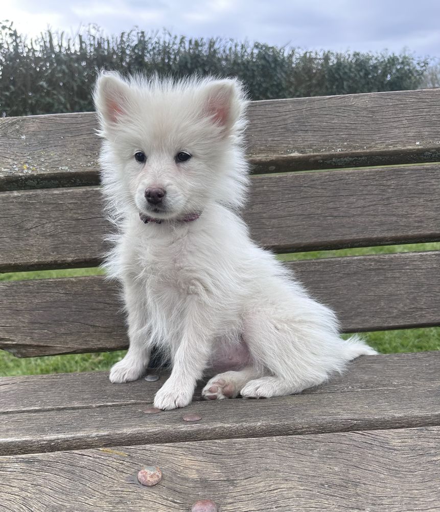 Chiots  mini Pomsky f3 facilit&eacute;es de paiement possible 1500 78490 Montfort-l'amaury