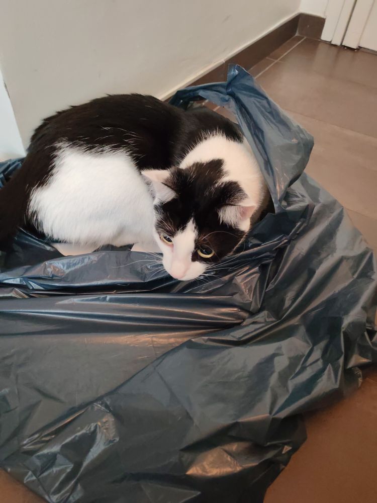 DON CHAT AFFECTUEUX 0 59130 Lambersart