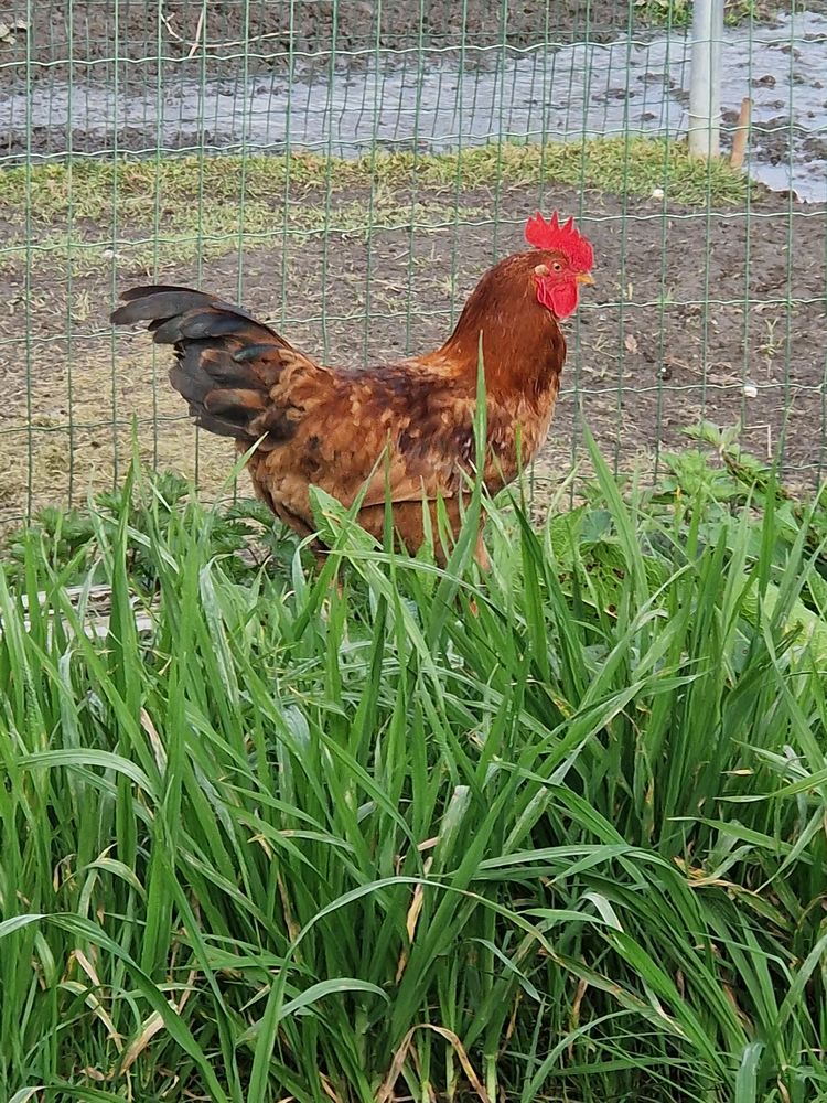 Coq 15 44310 Saint-philbert-de-grand-lieu