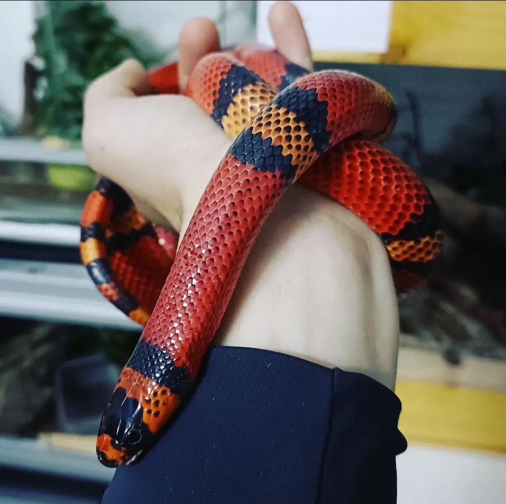 Lampropeltis triangulum hondurensis + terrarium 110 85300 Challans