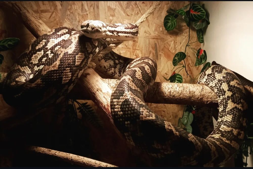 Morelia spilota cheynei + terrarium 120 85300 Challans