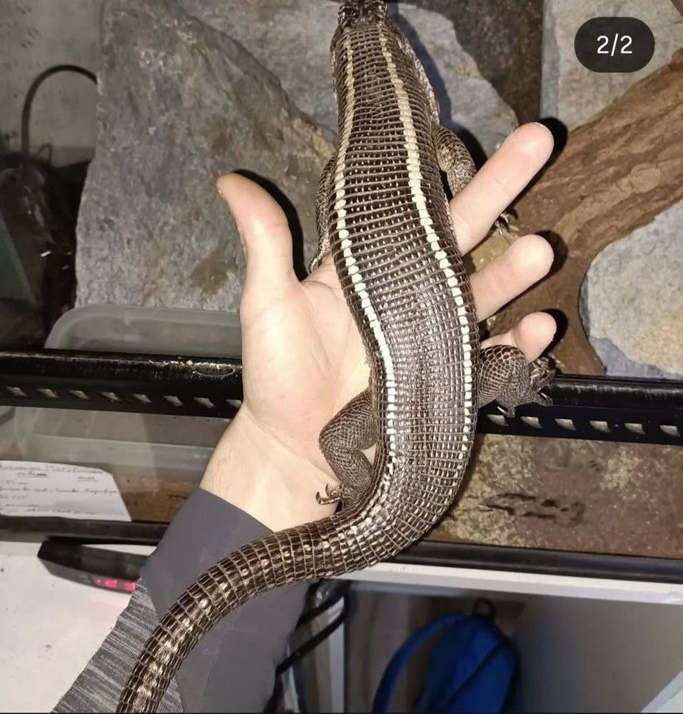 Gerrhosaurus (broadleysaurus) validus 120 85300 Challans