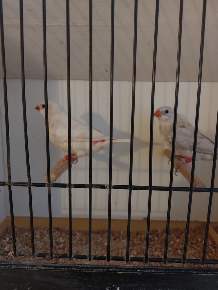 Diamants Gouttelettes 40 59670 Bavinchove