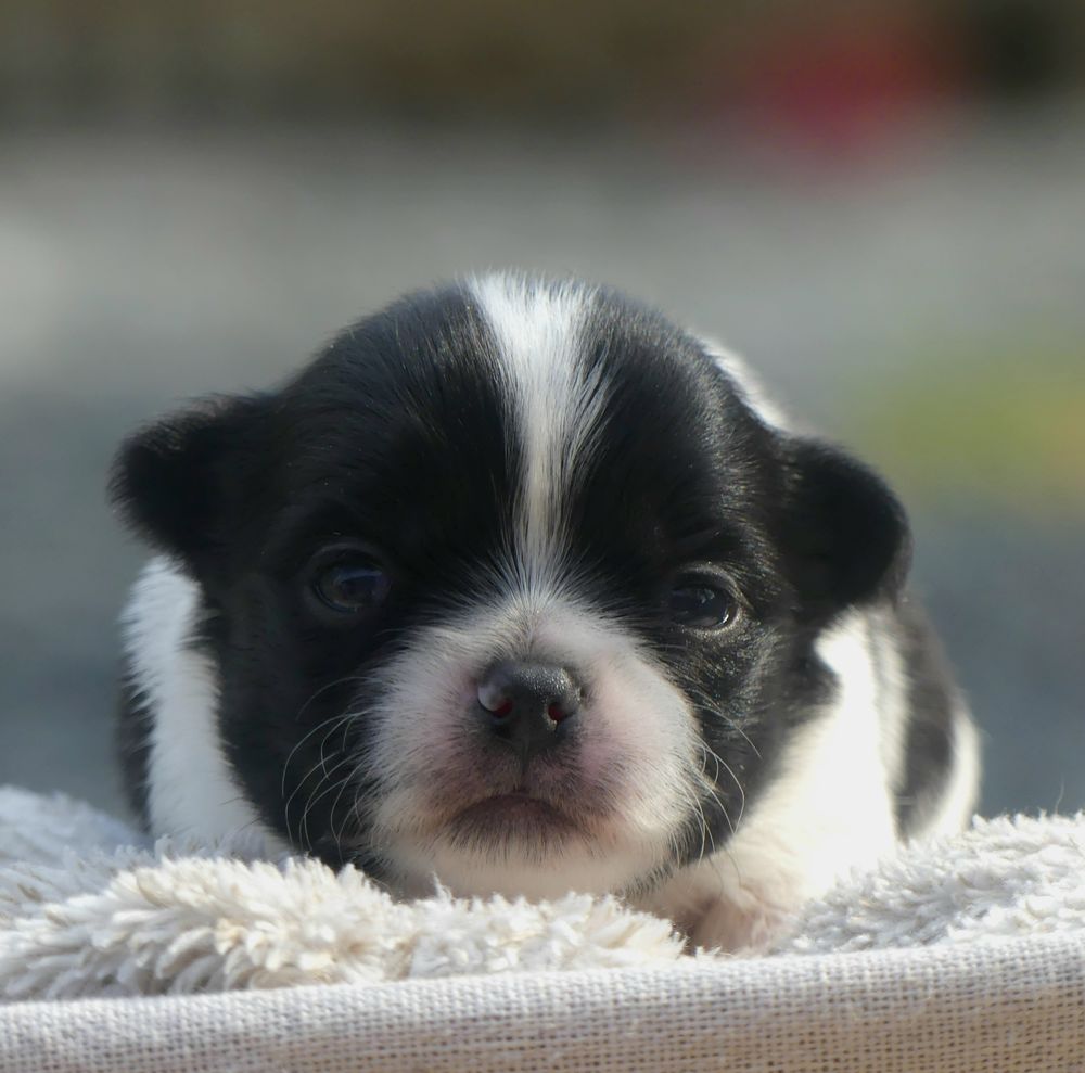 Chihuahua 1100 91650 Breuillet