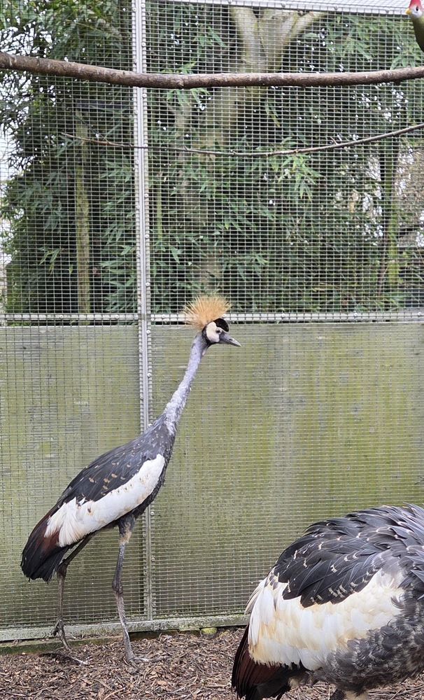 C&egrave;de Grues royales 600 09700 Saverdun