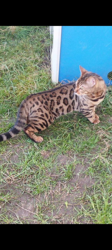 Male bengal LOOF 950 59250 Halluin