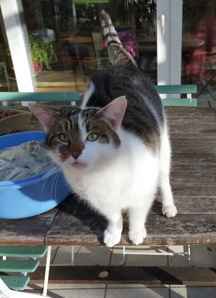 DONNE Gros matou tr&egrave;s affectueux, st&eacute;rilis&eacute;, 4 ans 0 11170 Cenne-monesti�s