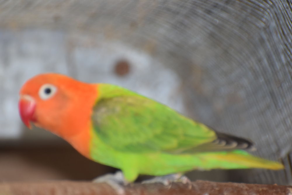 Ins&eacute;parable Fisher Opaline 70 80000 Amiens