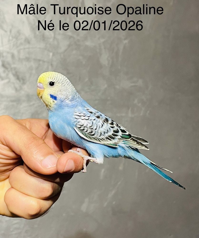 Tr&egrave;s Beaux M&acirc;le Perruches Ondul&eacute;es EAM Bien Apprivoiser 2025 90 94450 Limeil-br�vannes