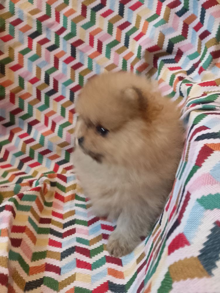 Magnifique chiot spitz allemand femelle naine 2000 56130 P�aule