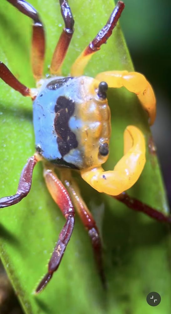 ? Crabe Lepidothelphusa tricolor de Born&eacute;o 15 31520 Ramonville-saint-agne