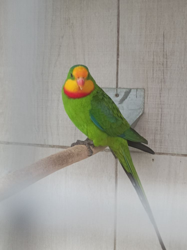 Barraband 80 80420 Flixecourt