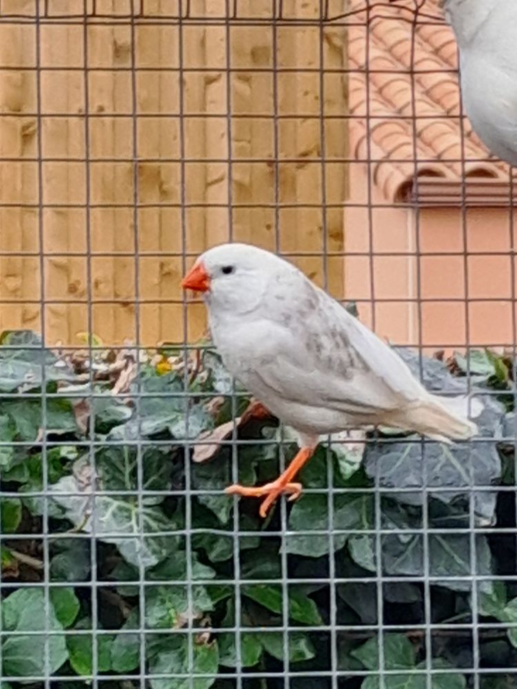 Mandarins panach&eacute;s et m&acirc;le joue noires 8 85130 La verrie