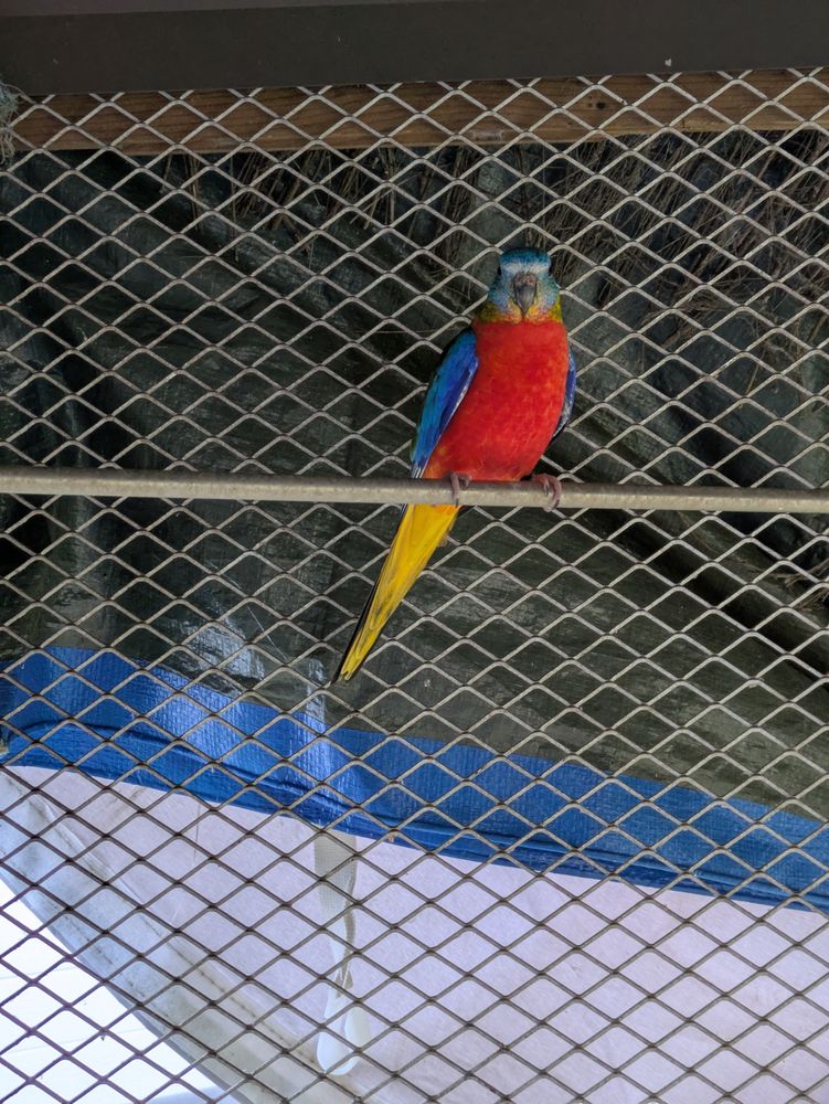 Divers oiseaux  15 53290 Saint-denis-d'anjou
