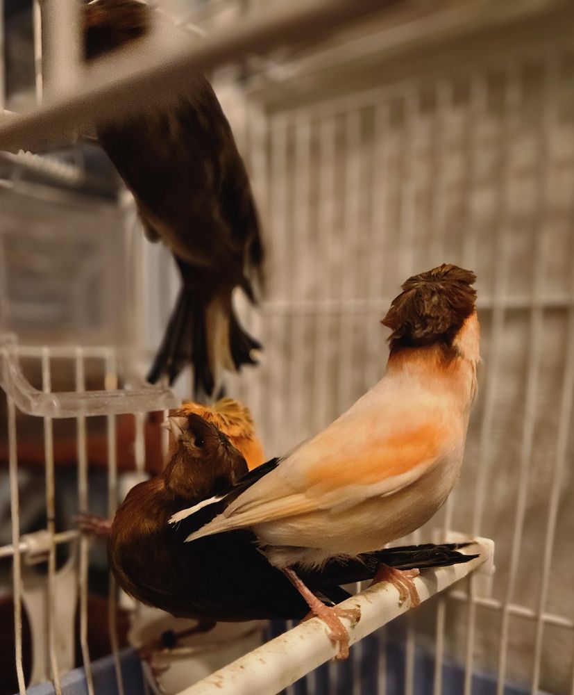 Canaris Arlequin portugais de 2025 25 33140 Villenave-d'ornon