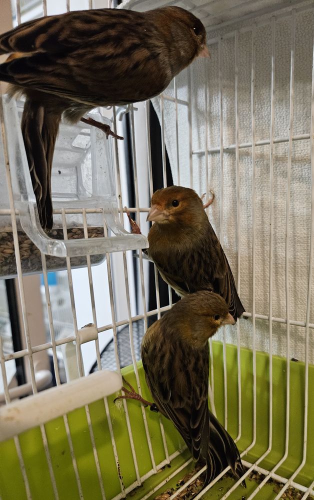 Canaris m&acirc;les 2025 25 33140 Villenave-d'ornon