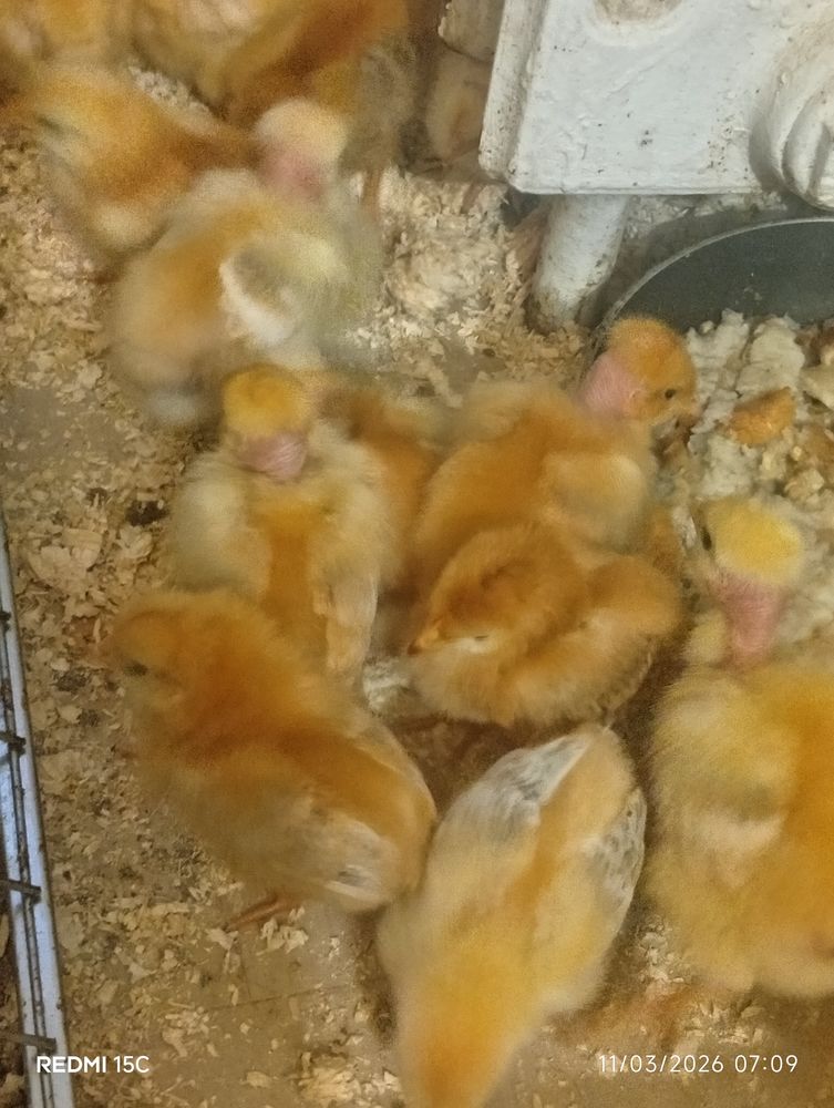 Poussins pondeuses . 0 93800 �pinay-sur-seine