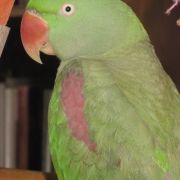 Grand Alexandre Femelle 0 65290 Juillan