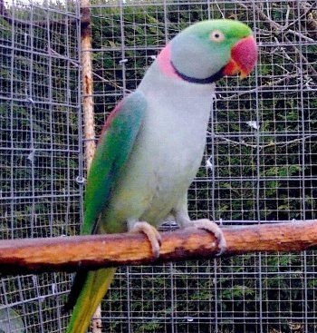 Grand Alexandre femelle 0 65290 Juillan