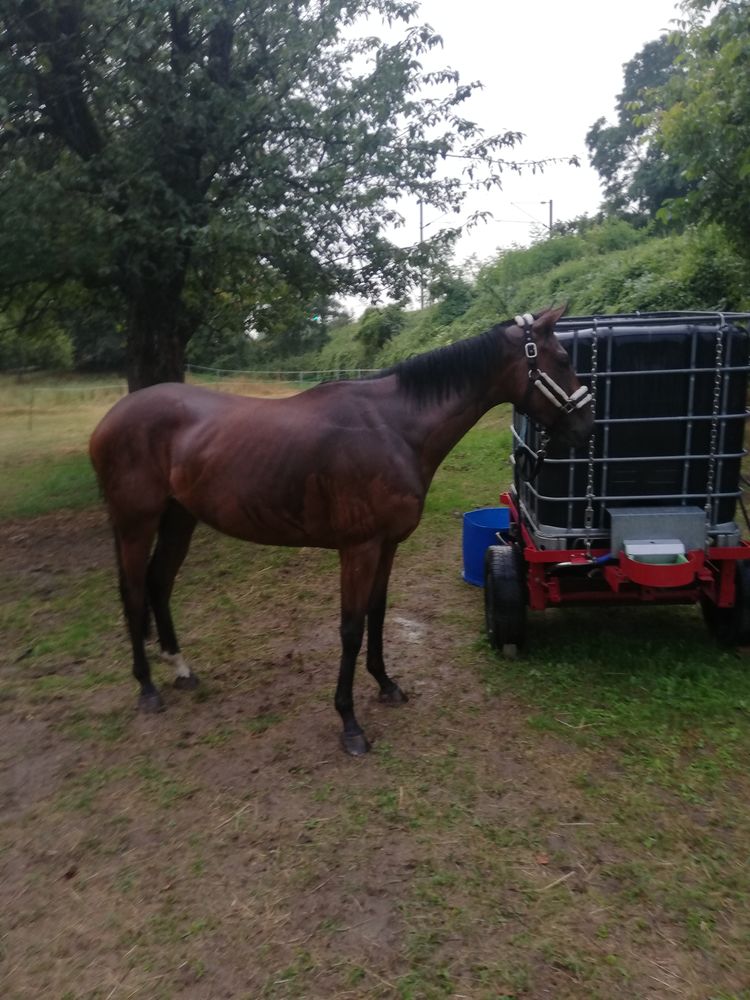 Adorale Jument de 4 ans. 3800 68720 Illfurth