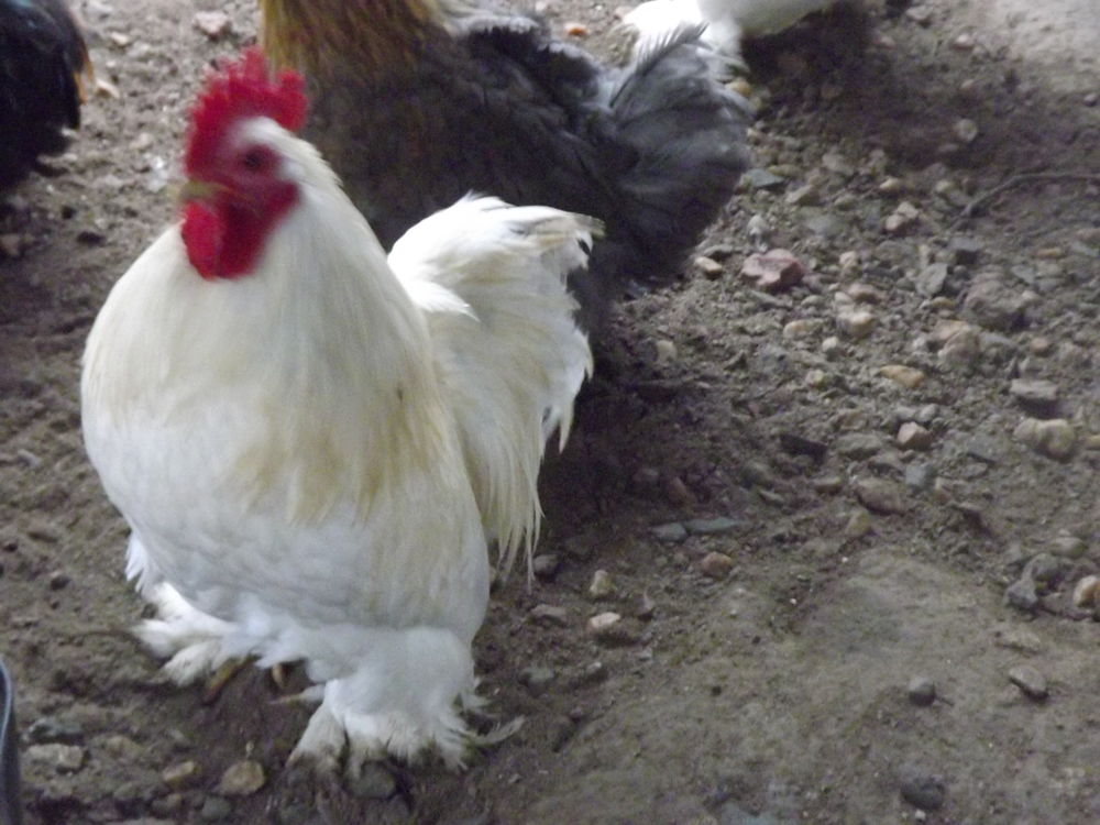 DON coqs p&eacute;kins 0 44130 Blain