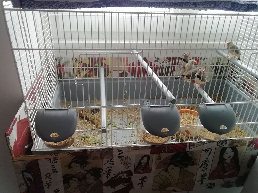 Oiseaux diamant mandarin 5 53400 Craon