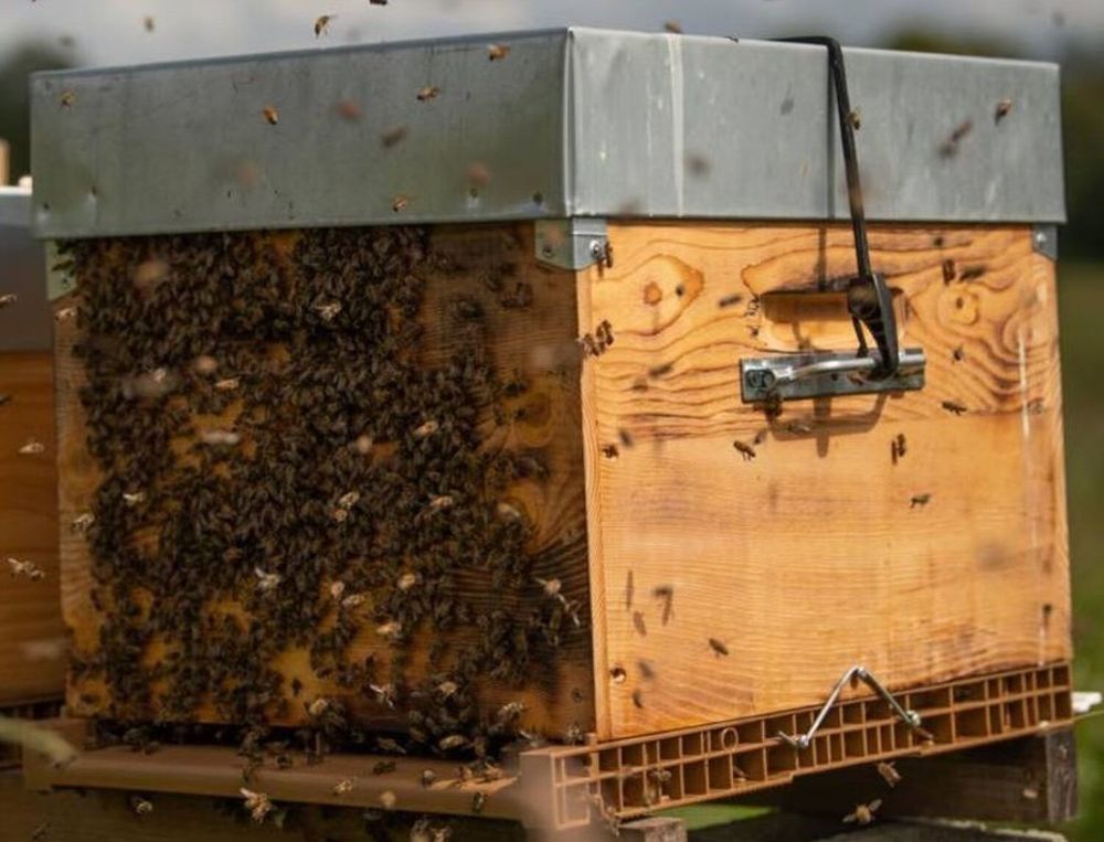 10 Ruches Datant &agrave; ceder pour cessation d'activit&eacute;.
2000 60390 Auneuil