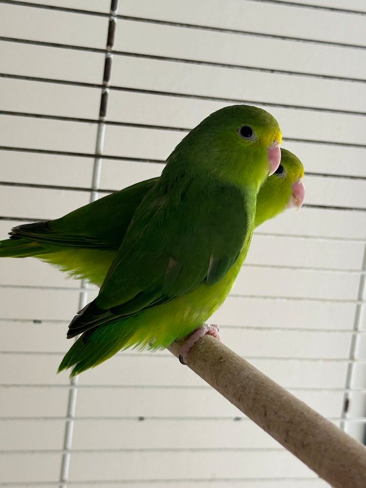 Toui &eacute;t&eacute; (Forpus passerinus). 70 74140 Sciez