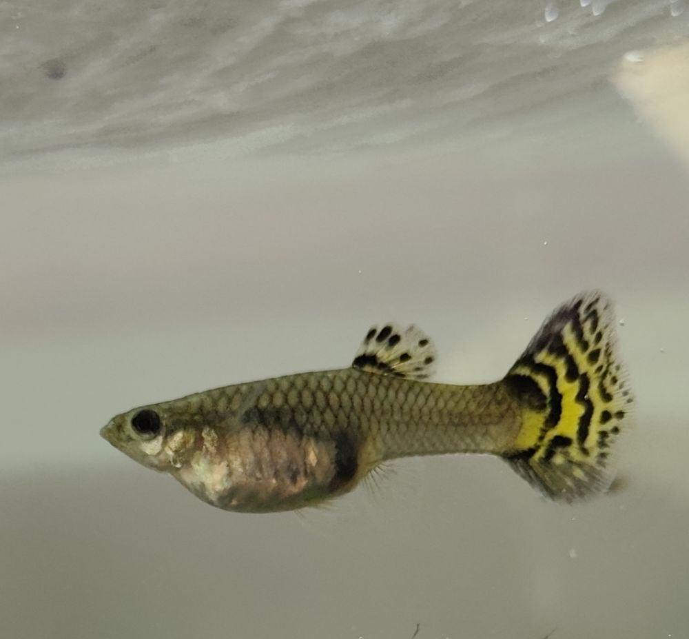 Guppys 1 59530 Orsinval