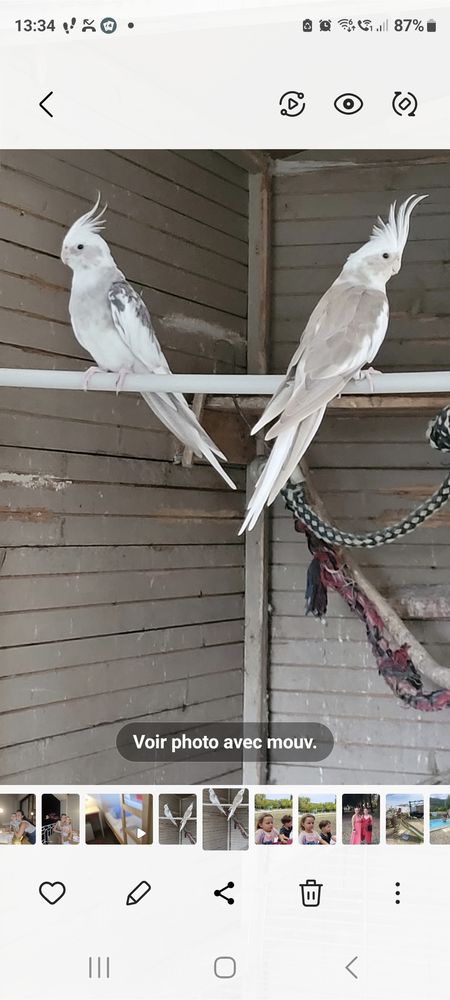 Couple calopsitte 60 07350 Cruas