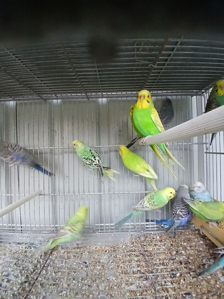 Perruches ondul&eacute;es 10 44150 Ancenis