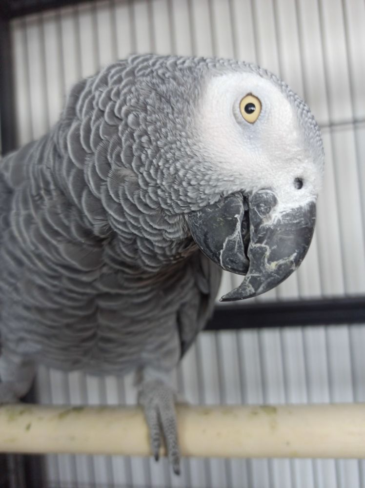 Don gris du Gabon 0 64000 Pau